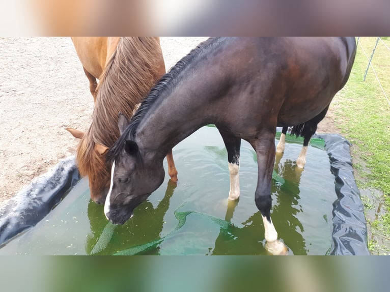Pony tedesco Giumenta 11 Anni 153 cm Morello in Schwarme
