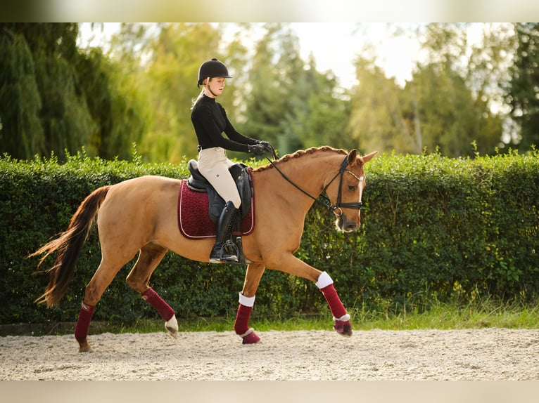 Pony tedesco Giumenta 11 Anni 153 cm Sauro in Kicin