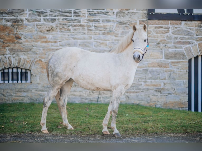 Pony tedesco Giumenta 12 Anni 130 cm Grigio in Eslohe