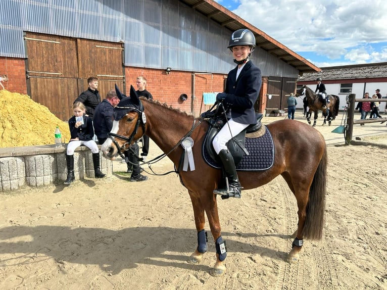 Pony tedesco Giumenta 12 Anni 134 cm Sauro in Ostbevern