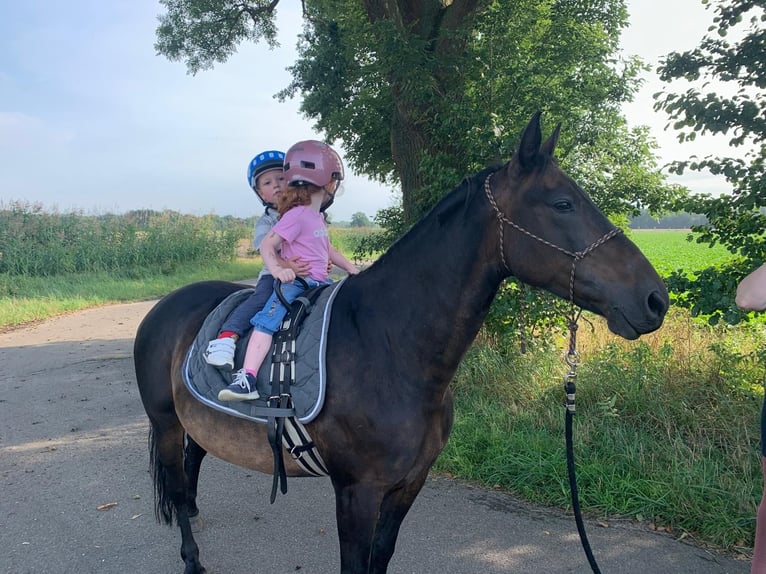 Pony tedesco Giumenta 12 Anni 135 cm Baio scuro in Garstedt