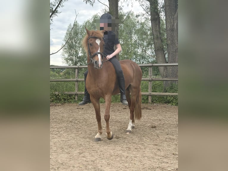 Pony tedesco Giumenta 12 Anni 135 cm Sauro in Borken