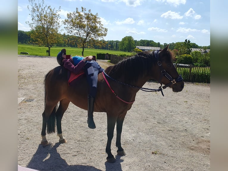 Pony tedesco Giumenta 12 Anni 141 cm Baio in Doorn