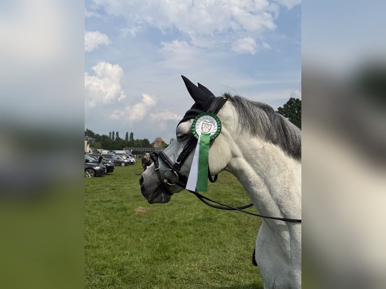 Pony tedesco Giumenta 12 Anni 141 cm Grigio pezzato in Wallenhorst