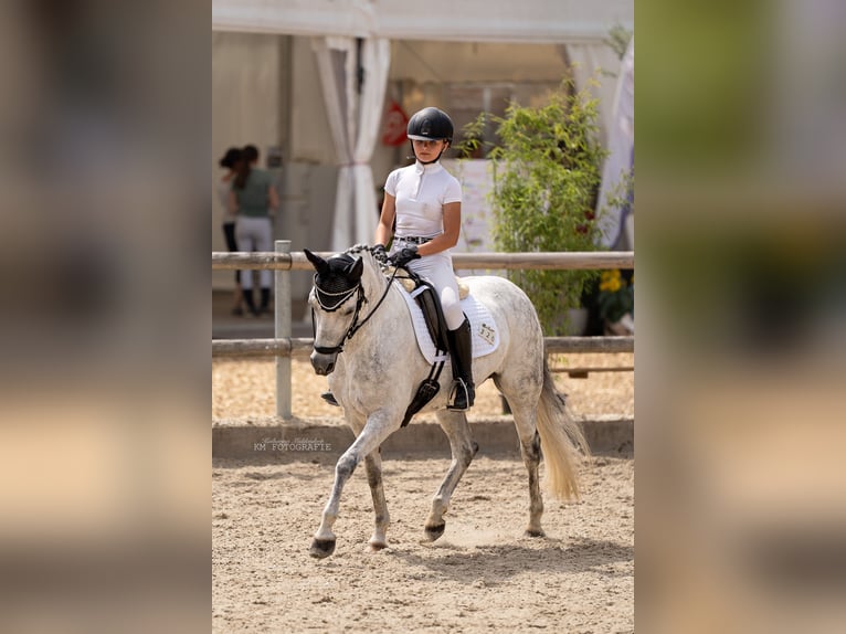 Pony tedesco Giumenta 12 Anni 141 cm Grigio pezzato in Wallenhorst