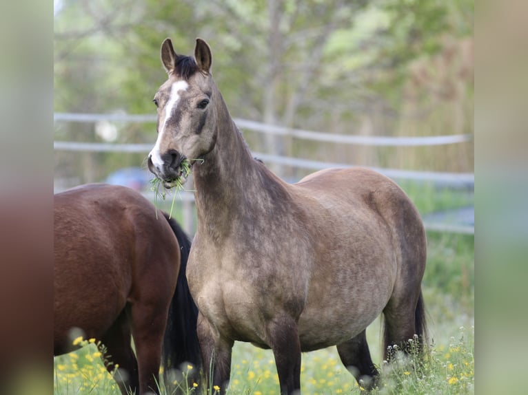 Pony tedesco Giumenta 12 Anni 142 cm Pelle di daino in Waldshut-Tiengen