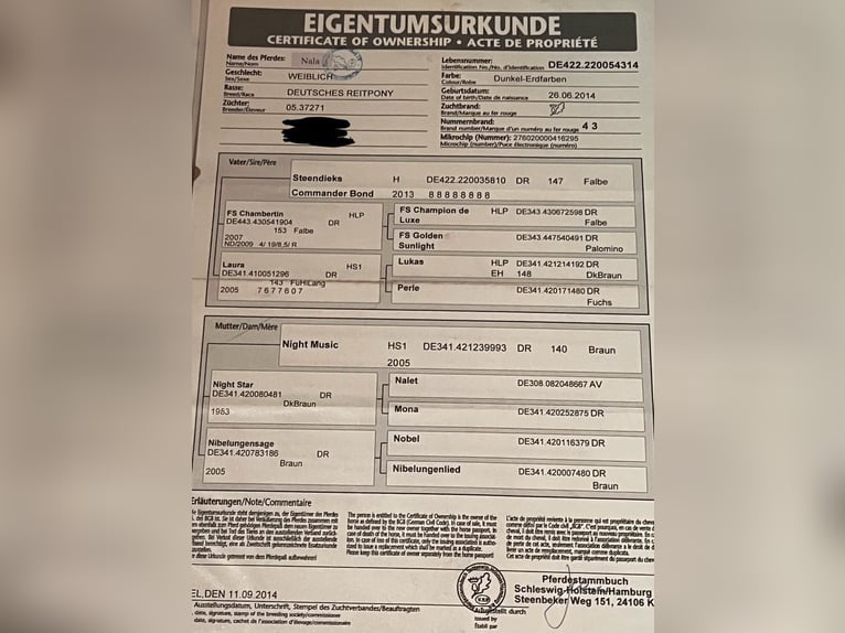 Pony tedesco Giumenta 12 Anni 142 cm Pelle di daino in Waldshut-Tiengen