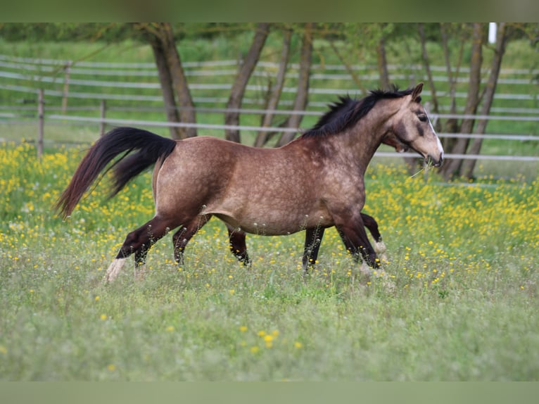 Pony tedesco Giumenta 12 Anni 142 cm Pelle di daino in Waldshut-Tiengen