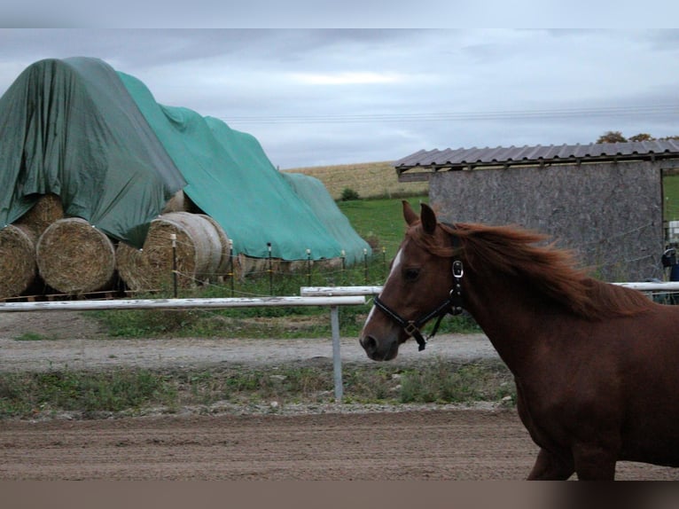 Pony tedesco Mix Giumenta 12 Anni 142 cm Sauro in Bogen