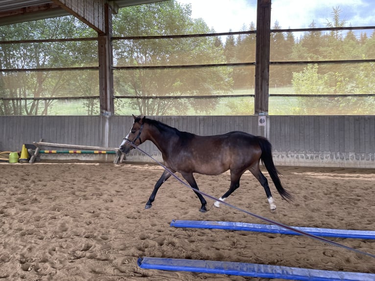 Pony tedesco Giumenta 12 Anni 143 cm Baio in Balingen
