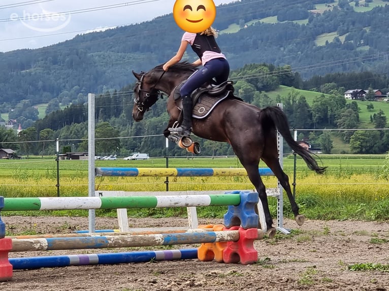 Pony tedesco Giumenta 12 Anni 143 cm Baio scuro in Vandans