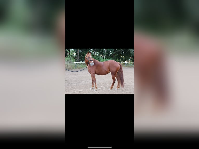 Pony tedesco Mix Giumenta 12 Anni 143 cm Sauro in Bogen