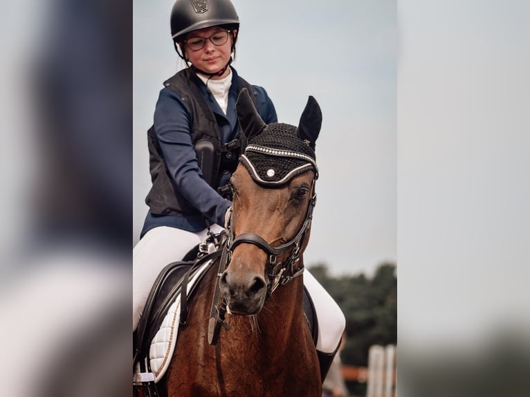 Pony tedesco Giumenta 12 Anni 144 cm Baio scuro in Krackow