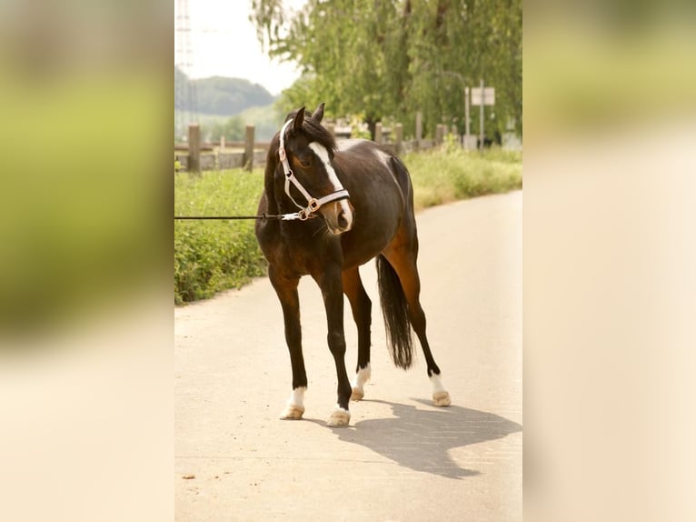 Pony tedesco Giumenta 12 Anni 144 cm Baio scuro in Bochum
