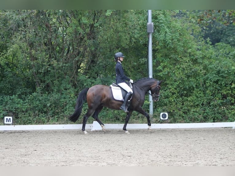Pony tedesco Giumenta 12 Anni 144 cm Baio scuro in Bochum