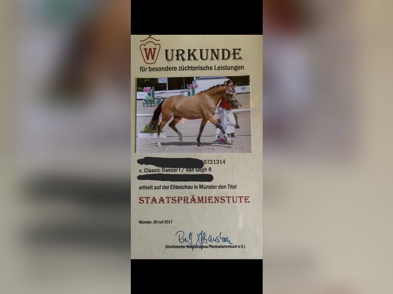 Pony tedesco Giumenta 12 Anni 144 cm Falbo in Uplengen