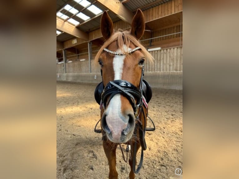 Pony tedesco Giumenta 12 Anni 144 cm Sauro in Hamburg Osdorf