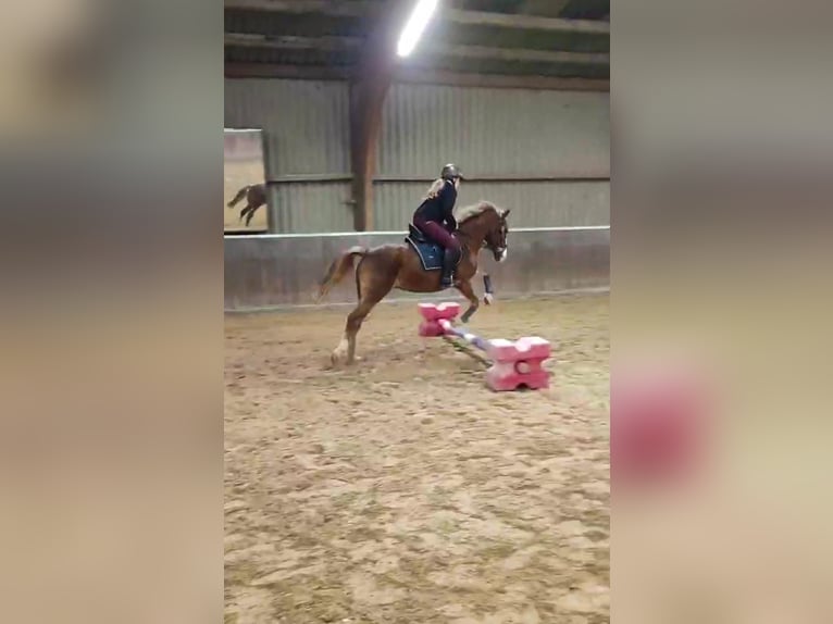 Pony tedesco Giumenta 12 Anni 144 cm Sauro in Mainz
