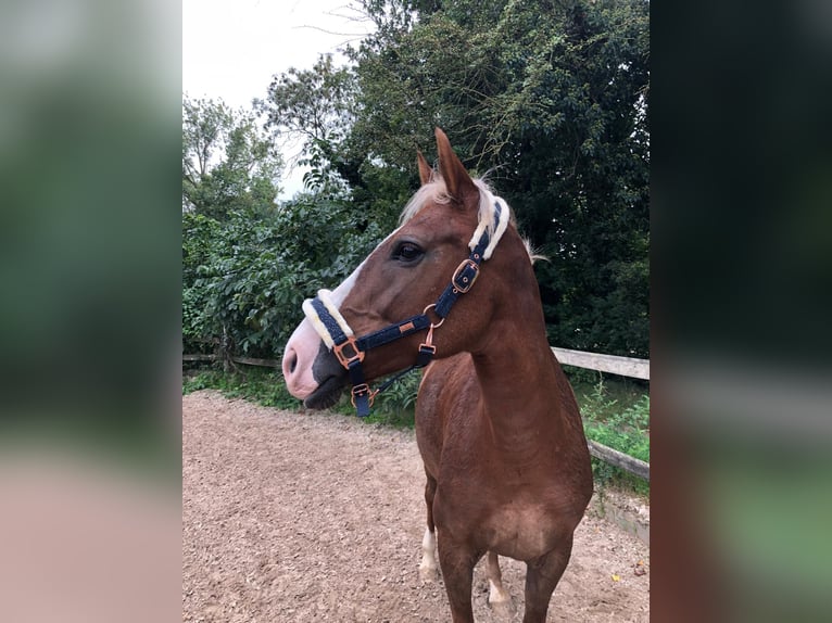 Pony tedesco Giumenta 12 Anni 144 cm Sauro in Mainz
