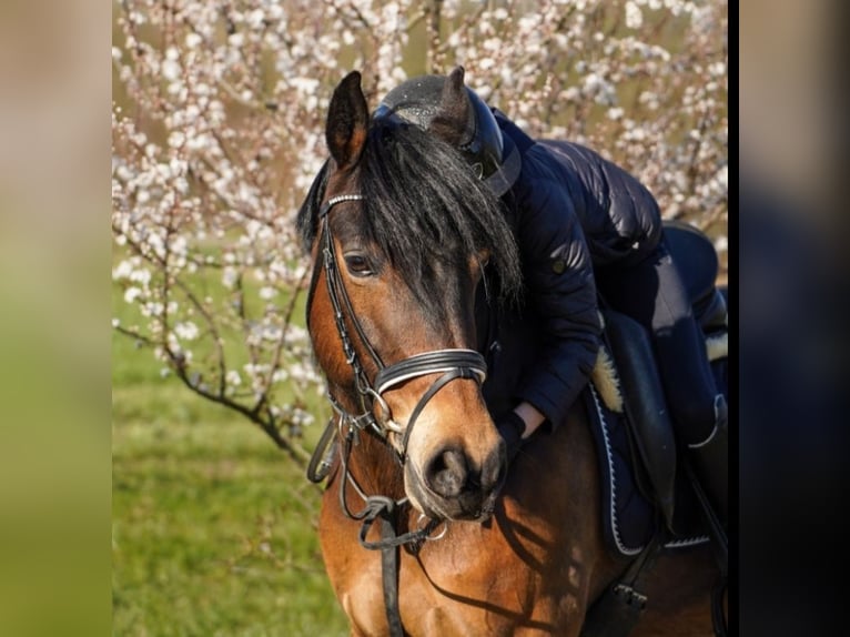 Pony tedesco Mix Giumenta 12 Anni 145 cm Baio in Hamminkeln