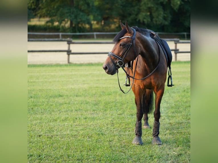 Pony tedesco Mix Giumenta 12 Anni 145 cm Baio in Hamminkeln