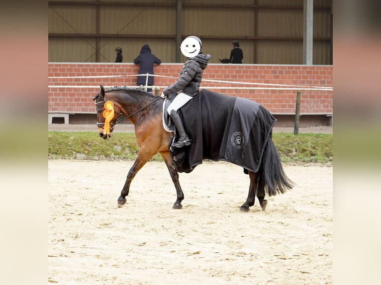 Pony tedesco Mix Giumenta 12 Anni 145 cm Baio in Hamminkeln