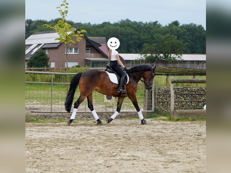 Pony tedesco Mix Giumenta 12 Anni 145 cm Baio in Hamminkeln