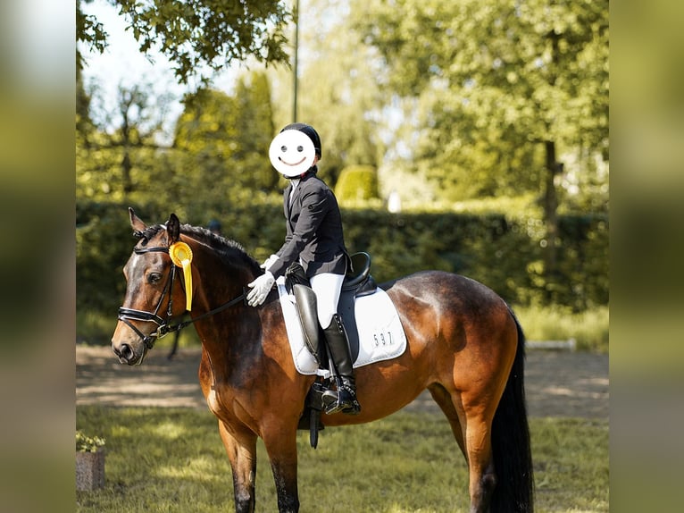 Pony tedesco Mix Giumenta 12 Anni 145 cm Baio in Hamminkeln