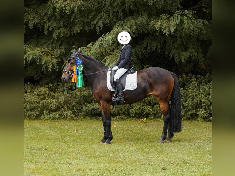 Pony tedesco Mix Giumenta 12 Anni 145 cm Baio in Hamminkeln