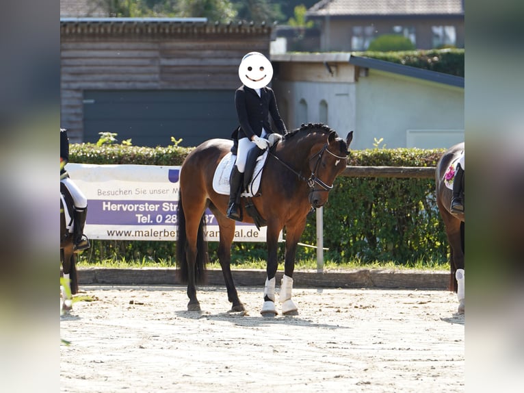 Pony tedesco Mix Giumenta 12 Anni 145 cm Baio in Hamminkeln