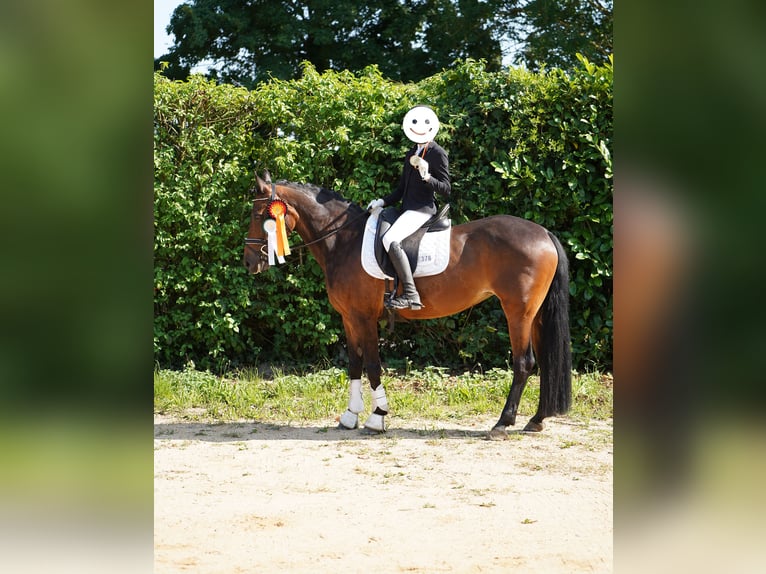 Pony tedesco Mix Giumenta 12 Anni 145 cm Baio in Hamminkeln