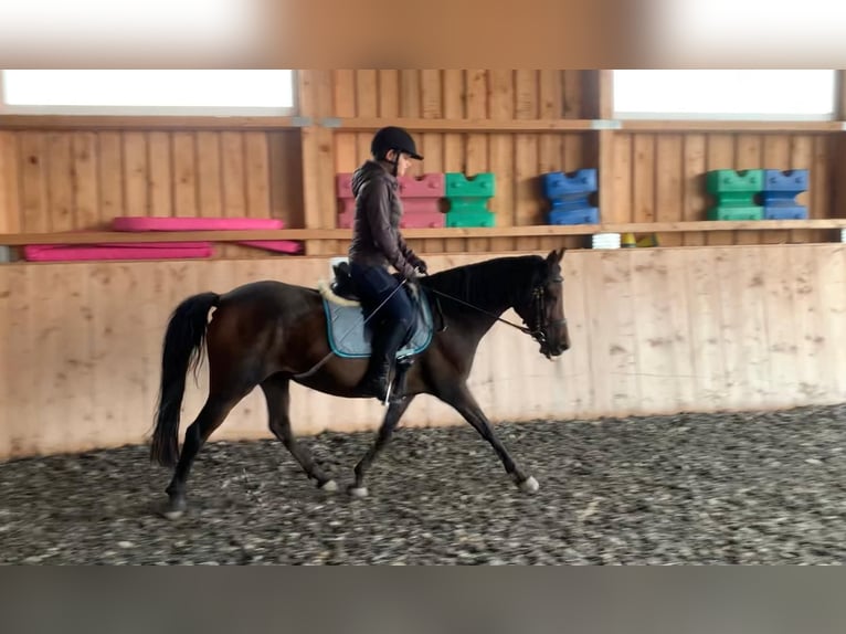 Pony tedesco Giumenta 12 Anni 145 cm Baio in Mauern