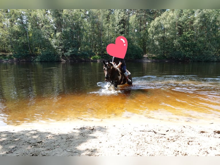 Pony tedesco Giumenta 12 Anni 146 cm Pezzato in Haselünne