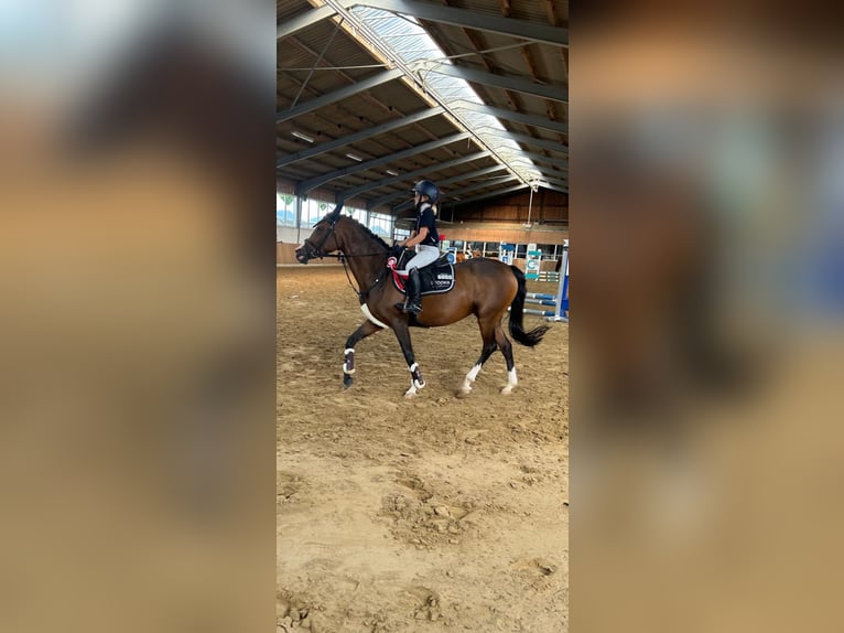 Pony tedesco Giumenta 12 Anni 147 cm in Bakum Pony tedesco Giumenta 12 Anni 147 cm in Bakum