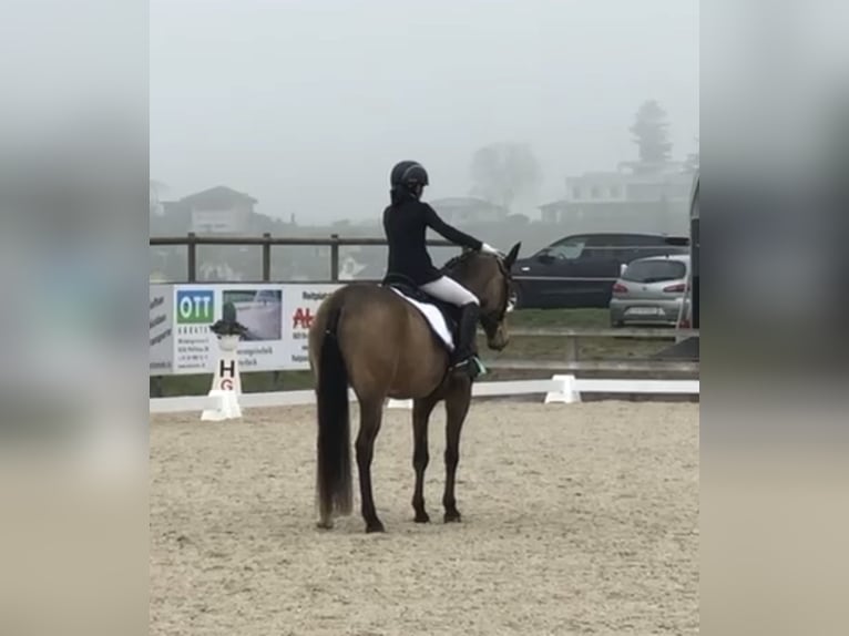 Pony tedesco Giumenta 12 Anni 147 cm Falbo in Interlaken