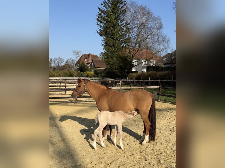 Pony tedesco Giumenta 12 Anni 147 cm Red dun in WuppertalWuppertal