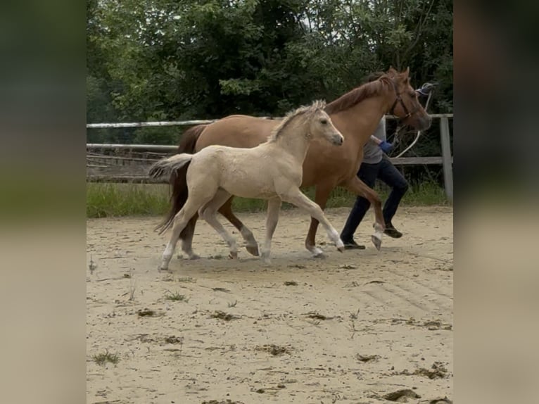 Pony tedesco Giumenta 12 Anni 147 cm Red dun in WuppertalWuppertal