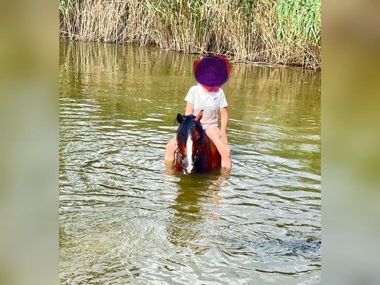 Pony tedesco Giumenta 12 Anni 148 cm Baio in L&#xF6;ningeN