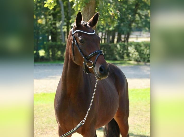 Pony tedesco Giumenta 12 Anni 148 cm Baio in Meerbusch