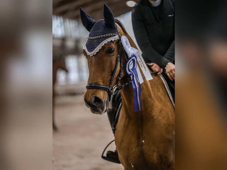 Pony tedesco Giumenta 12 Anni 148 cm Baio in Goch