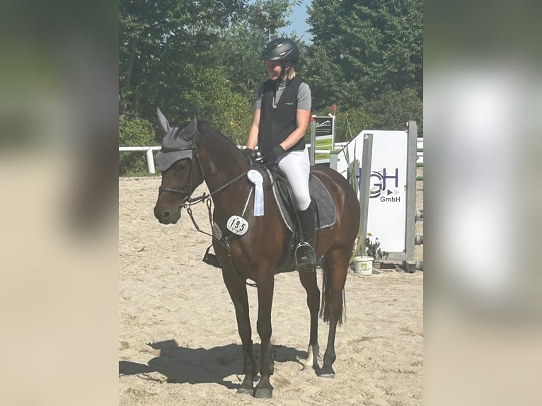 Pony tedesco Giumenta 12 Anni 148 cm Baio scuro in Mainburg