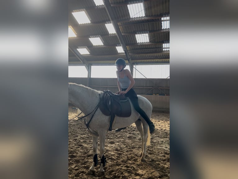 Pony tedesco Giumenta 12 Anni 148 cm Grigio in Overath