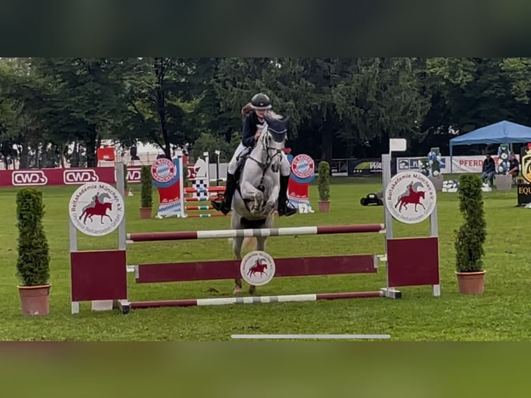 Pony tedesco Giumenta 12 Anni 148 cm Grigio pezzato in Fridolfing