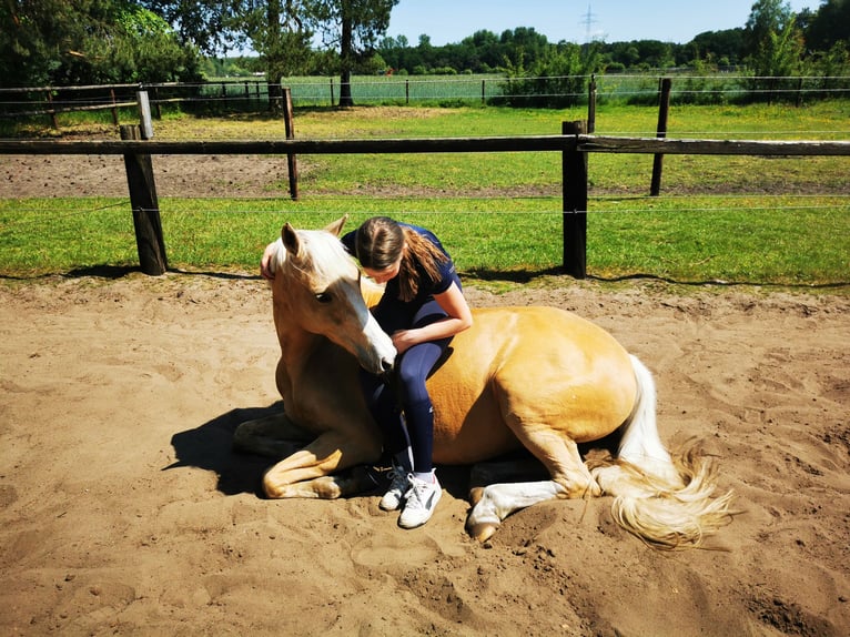 Pony tedesco Giumenta 12 Anni 148 cm Palomino in Zeven