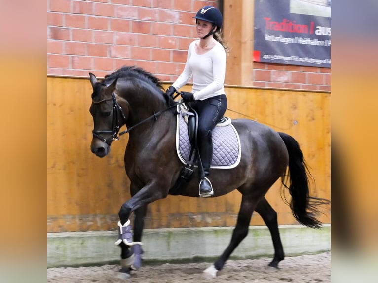 Pony tedesco Giumenta 12 Anni 148 cm Pelle di daino in Buxtehude