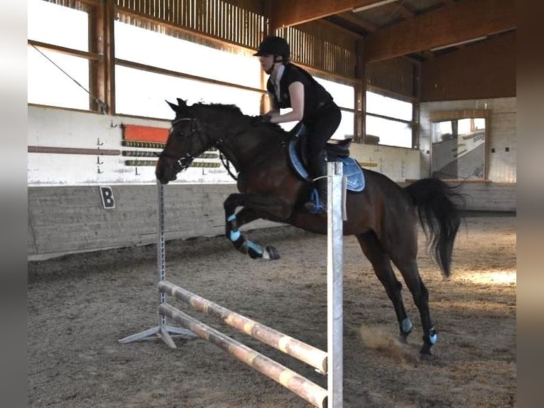 Pony tedesco Mix Giumenta 12 Anni 149 cm Baio in Schwäbisch Hall