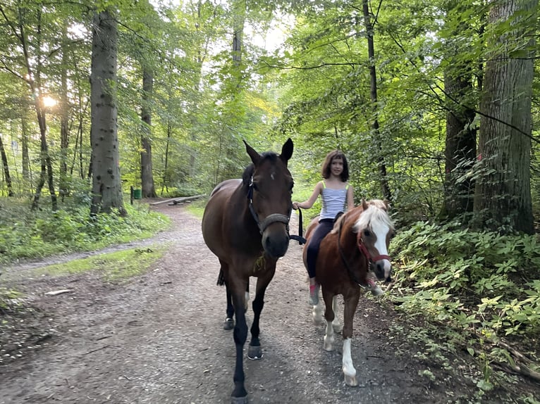 Pony tedesco Giumenta 12 Anni 150 cm Baio scuro in Bad Homburg vor der Höhe