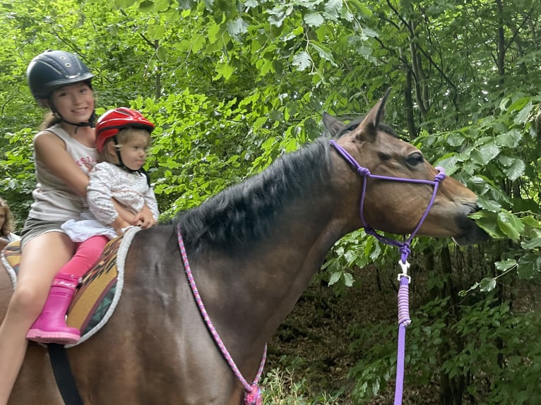 Pony tedesco Giumenta 12 Anni 150 cm Baio scuro in Bad Homburg vor der Höhe