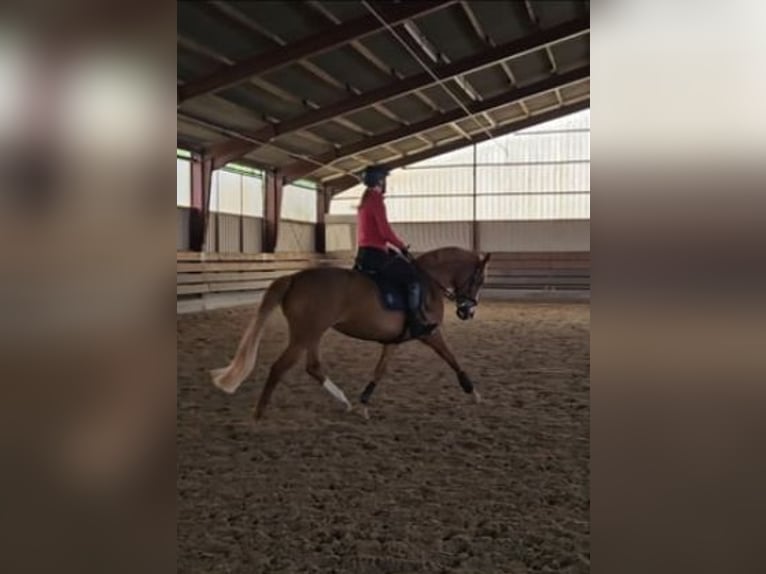 Pony tedesco Giumenta 12 Anni 152 cm Sauro in Niederzier