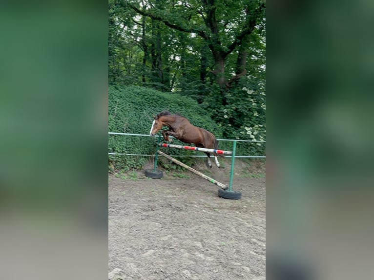 Pony tedesco Giumenta 12 Anni 153 cm Sauro scuro in Oyten